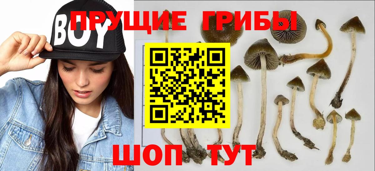Псилоцибиновые грибы Cubensis  цены   Алатырь  Вход с VPN 